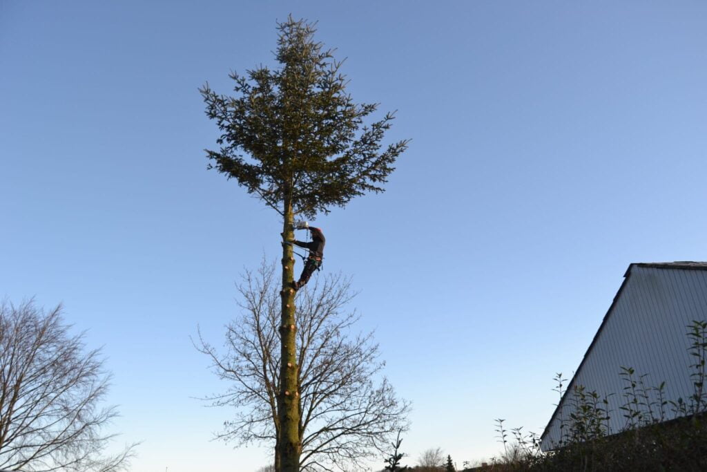 - JBT Service - DSC 0366 scaled 1 - Træfældning i Aarhus med omtanke – skab plads til nye muligheder - JBT Service - DSC 0366 scaled 1 - Træfældning i Aarhus med omtanke – skab plads til nye muligheder