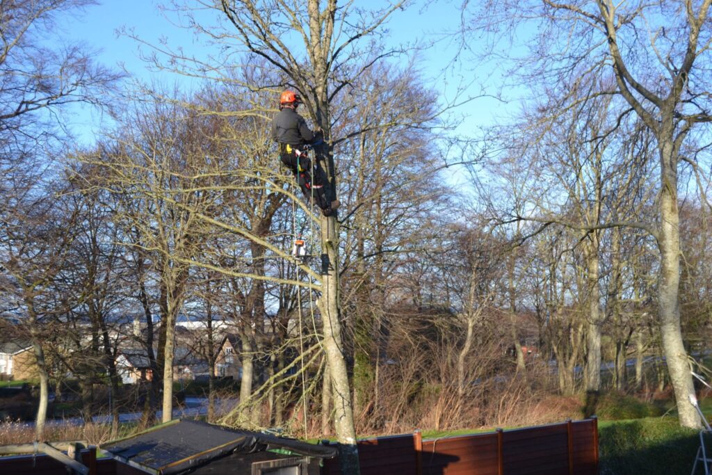 - JBT Service - DSC 0385 scaled 1 - Når store træer skal fjernes – sådan undgår du skader og problemer - JBT Service - DSC 0385 scaled 1 - Når store træer skal fjernes – sådan undgår du skader og problemer
